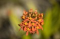 /album/fotogalerie-produkte-1/orchidee-jpg/